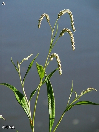 PALE SMARTWEED