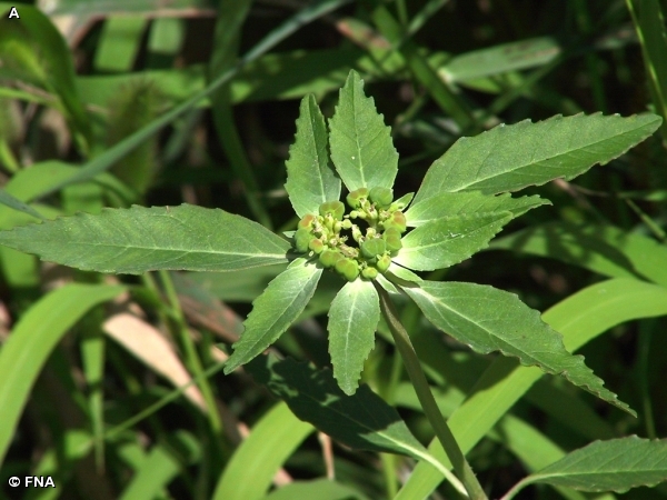 TOOTHED SPURGE