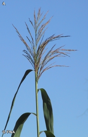 COMMON REED