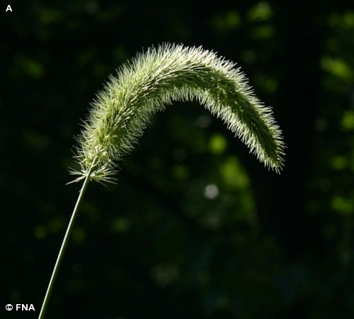 GIANT FOXTAIL
