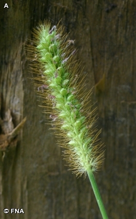 YELLOW FOXTAIL