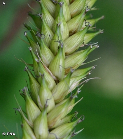 SHORELINE SEDGE