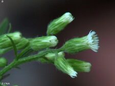 HORSEWEED