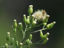 HORSEWEED