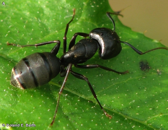 BLACK CARPENTER ANT