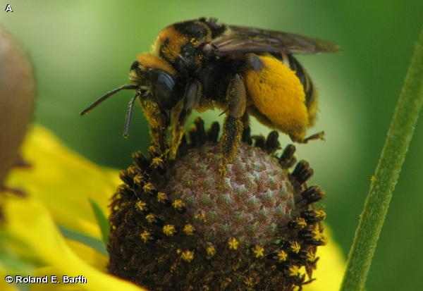 SUNFLOWER BEE