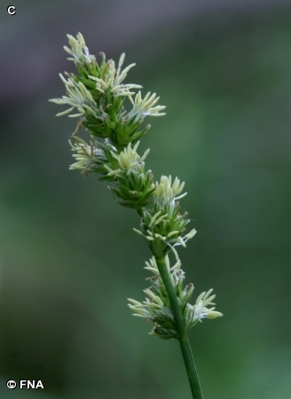 HEAVY SEDGE