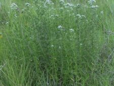 VIRGINIA MOUNTAIN MINT