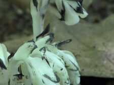 INDIAN PIPE