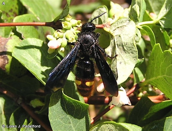 TWO-SPOTTED SCOLIID WASP