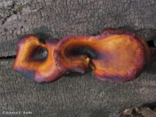 BLACK FOOTED POLYPORE
