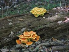 CHICKEN OF THE WOODS