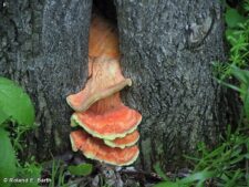 CHICKEN OF THE WOODS