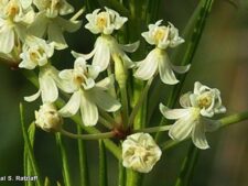 WHORLED MILKWEED