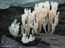 CROWN TIPPED CORAL FUNGUS