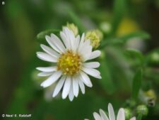 PANICLED ASTER