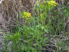 GOLDEN ALEXANDERS