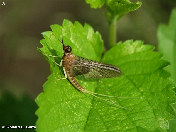 ISONYCHIA SICCA