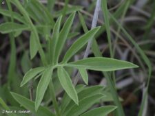 PRAIRIE CONEFLOWER