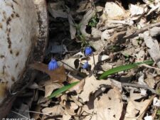 SIBERIAN SQUILL