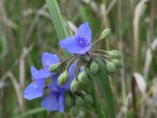 OHIO SPIDERWORT