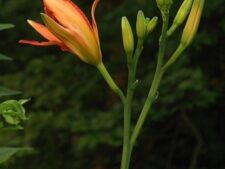 DAY LILY