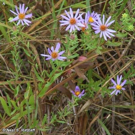 AROMATIC ASTER