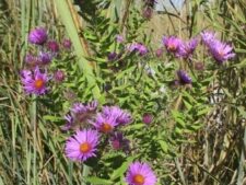 NEW ENGLAND ASTER