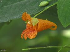SPOTTED JEWELWEED