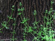 CATCHWEED BEDSTRAW
