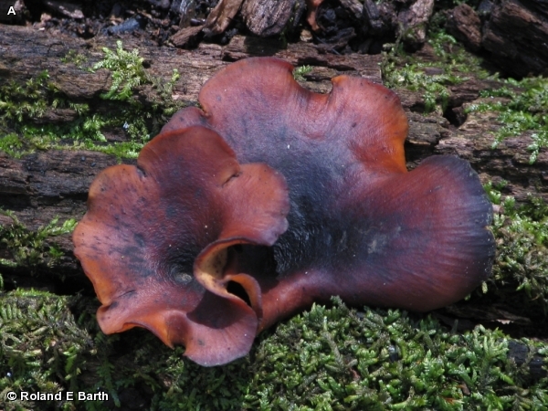 BLACK FOOTED POLYPORE