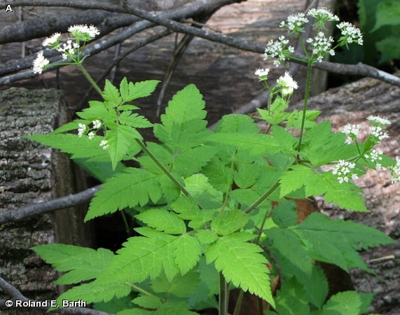 SWEET CICELY