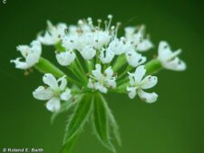 SWEET CICELY