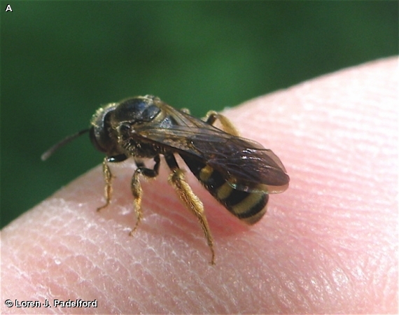 LASIOGLOSSUM SP.