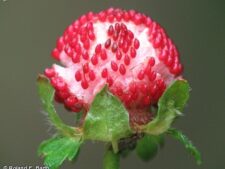 INDIA STRAWBERRY