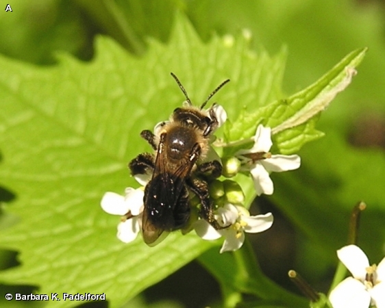 NEIGHBORLY ANDRENA