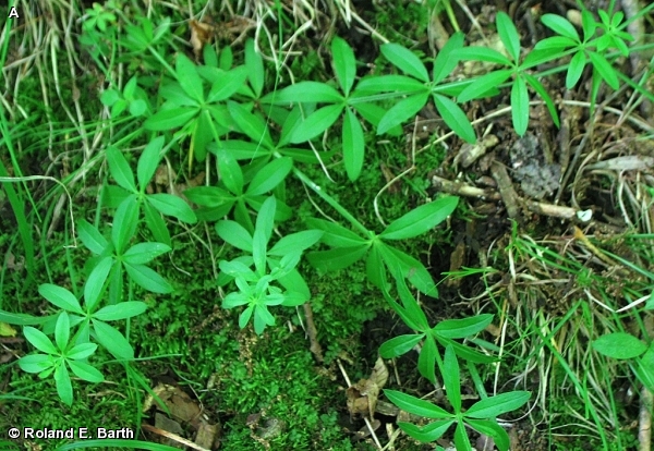 SWEET-SCENTED BEDSTRAW