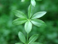 SWEET-SCENTED BEDSTRAW