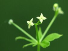 SWEET-SCENTED BEDSTRAW