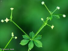 SWEET-SCENTED BEDSTRAW