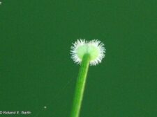 SWEET-SCENTED BEDSTRAW