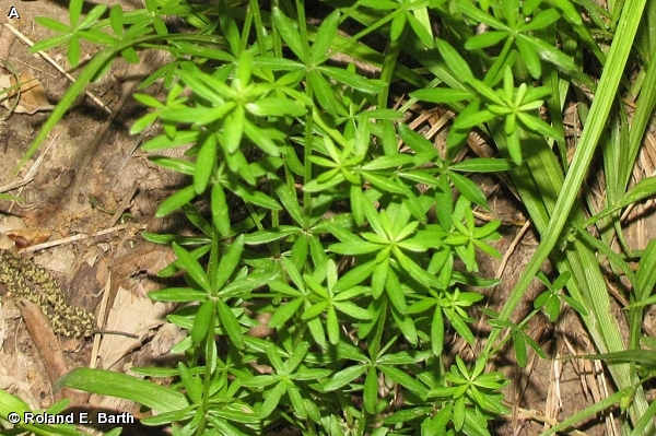 SHINING BEDSTRAW