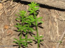 SHINING BEDSTRAW