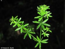 SHINING BEDSTRAW