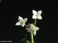 SHINING BEDSTRAW