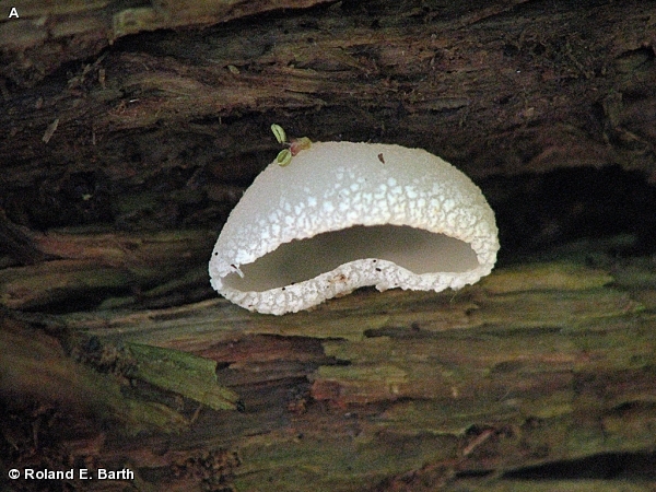 COMMON BROWN CUP FUNGUS