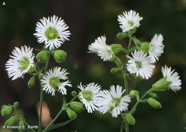 STARRY CAMPION