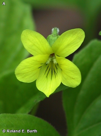 DOWNY YELLOW VIOLET