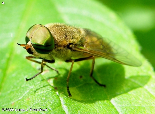 FULVULUS HORSE FLY