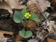 DOWNY YELLOW VIOLET